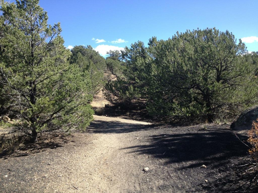 A winding dirt path through a forested area, surrounded by green shrubs and pine trees, under a clear blue sky with a few clouds. The path is partially shaded, revealing a mix of rocky ground and vegetation. Midland Hills Trails mountain bike trail.