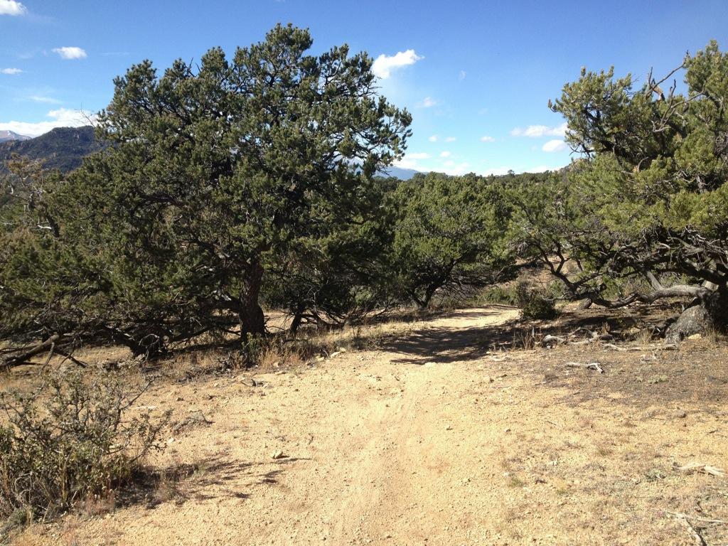 A dirt path winding through a landscape with sparse vegetation, including several trees on either side. The scene is set against a clear blue sky, and distant mountains can be seen in the background. Midland Hills Trails mountain bike trail.