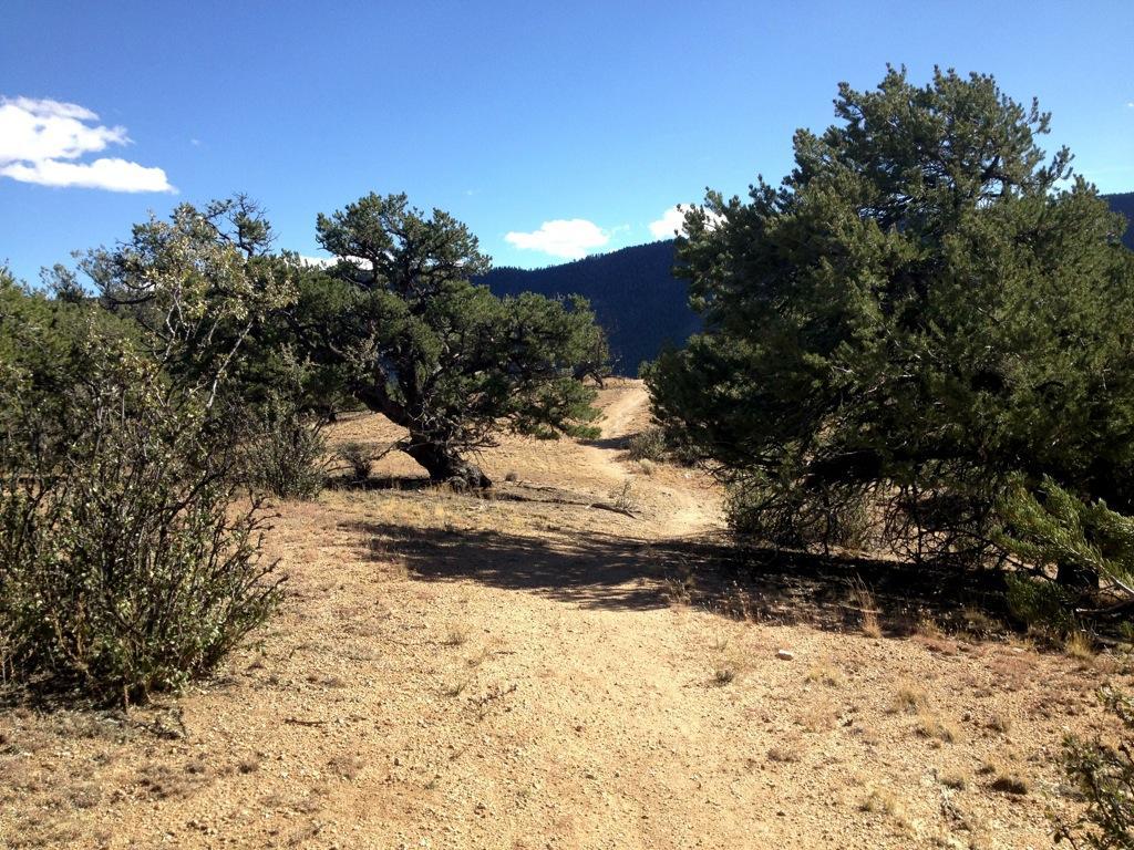 A dirt path winding through a dry landscape, surrounded by bushes and trees under a clear blue sky with a few clouds. Mountains are visible in the background, indicating a natural setting. Midland Hills Trails mountain bike trail.