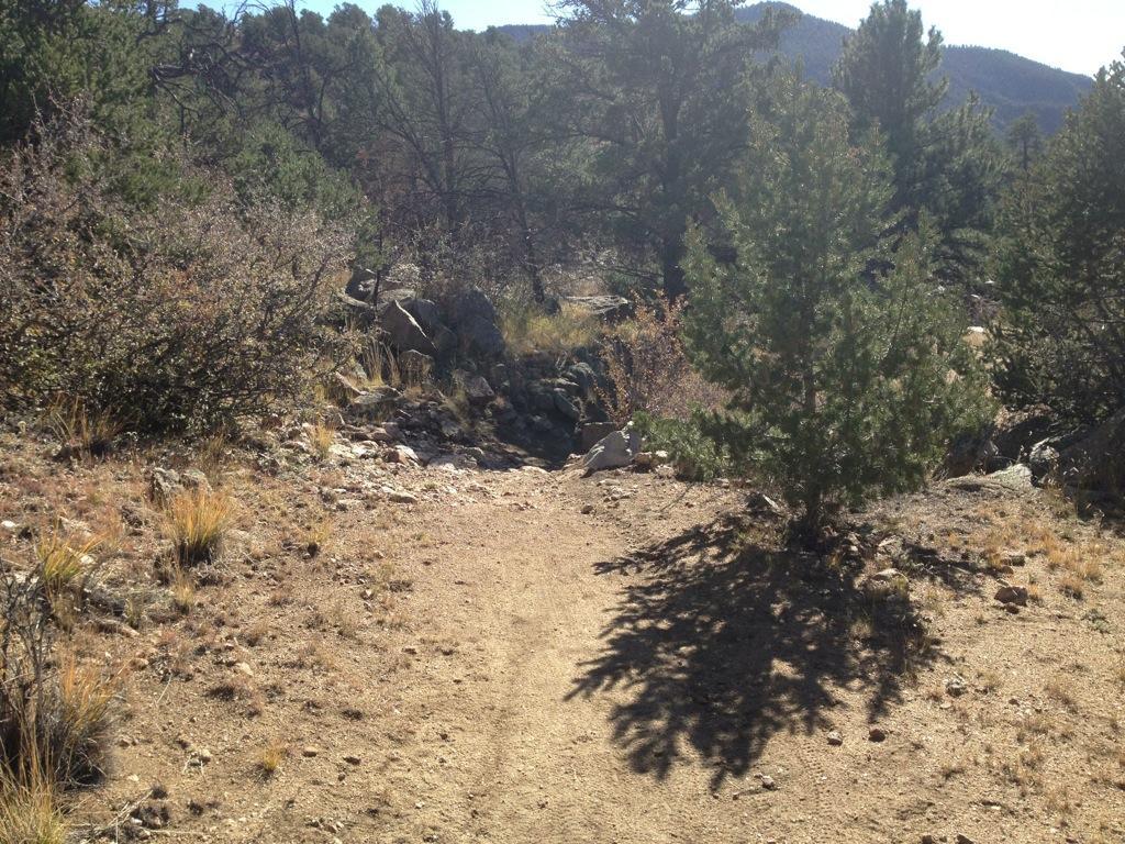 A dirt path winding through a natural landscape, flanked by shrubs and small rocks, with a young tree on the left. In the background, tall pine trees are visible against a clear sky, suggesting a sunny day in a forested area. Midland Hills Trails mountain bike trail.