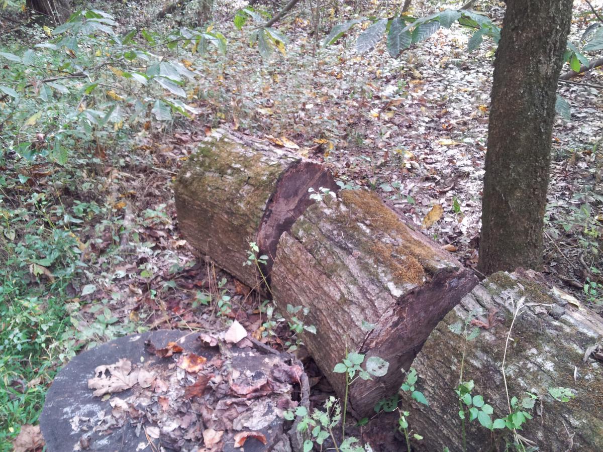 A fallen log covered in moss and small plants, resting on the forest floor amidst fallen leaves and greenery. A tree and several shrubs are visible in the background, creating a serene woodland atmosphere. Turkey Creek mountain bike trail.