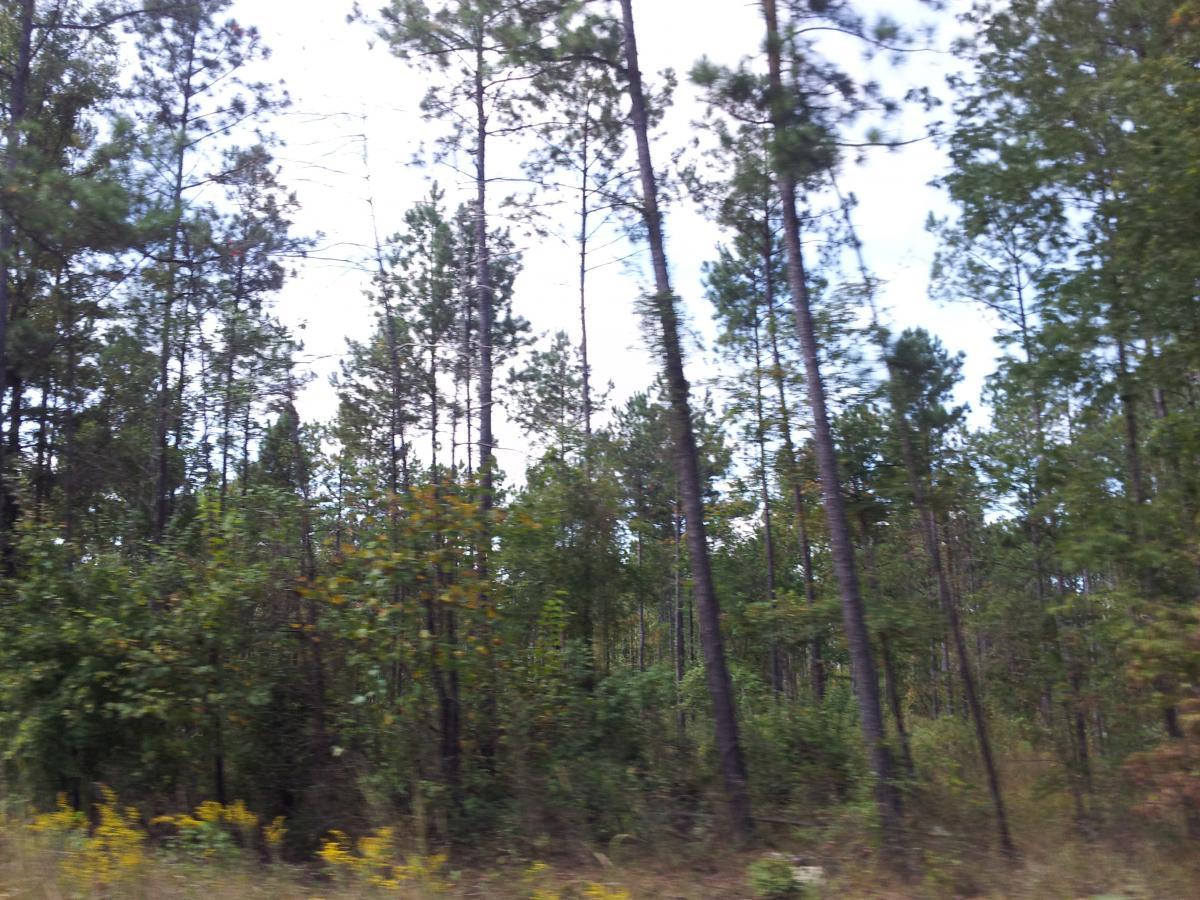 A dense forest scene featuring tall pine trees and a variety of shrubs and plants, with some hints of sunlight filtering through the branches and a cloudy sky above. Turkey Creek mountain bike trail.