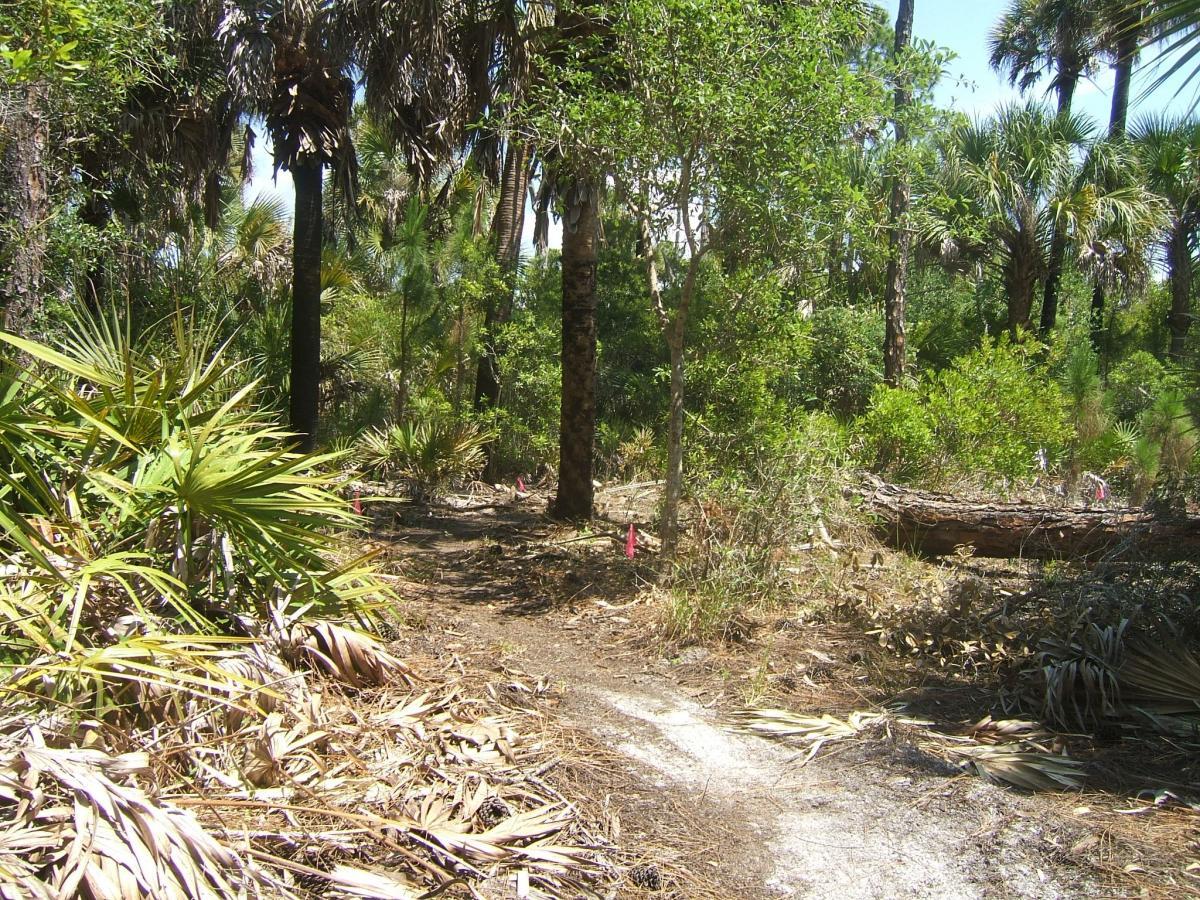 A narrow, winding trail through a dense green forest with palm trees and other vegetation. The ground is covered with fallen leaves and twigs, and small pink flags are visible along the path. Sunlight filters through the tree canopy, highlighting the lush surroundings. Carlton Preserve mountain bike trail.