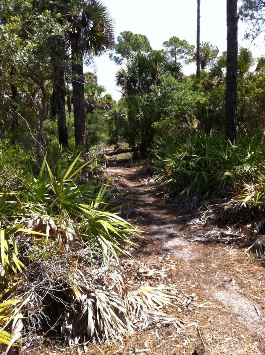 A narrow dirt path winding through a dense area of foliage, with palm trees and other lush greenery on either side. The scene is bathed in sunlight, showcasing a serene nature trail surrounded by various plants and underbrush. Carlton Preserve mountain bike trail.