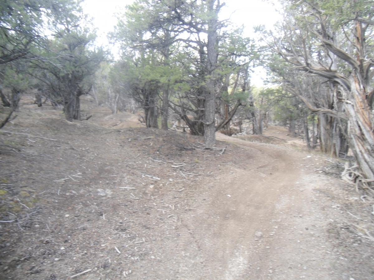 A winding dirt path through a wooded area with sparse vegetation and scattered rocks, surrounded by tall trees with twisting branches. The scene suggests a natural, rugged terrain, ideal for hiking or exploring. The Maze mountain bike trail.