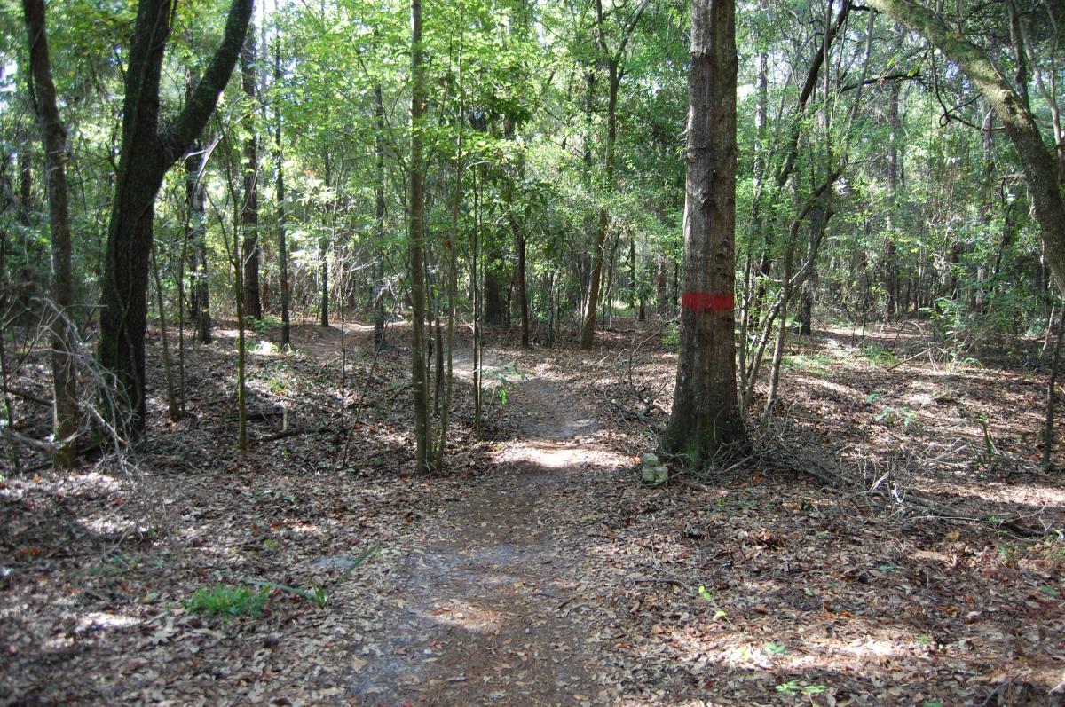 A dirt path winding through a lush green forest, surrounded by tall trees and underbrush. Sunlight filters through the leaves, illuminating the trail, while a tree marked with a red stripe stands prominently nearby. Fallen leaves cover the ground, adding to the natural ambiance of the scene. Tillie Fowler Regional Park mountain bike trail.