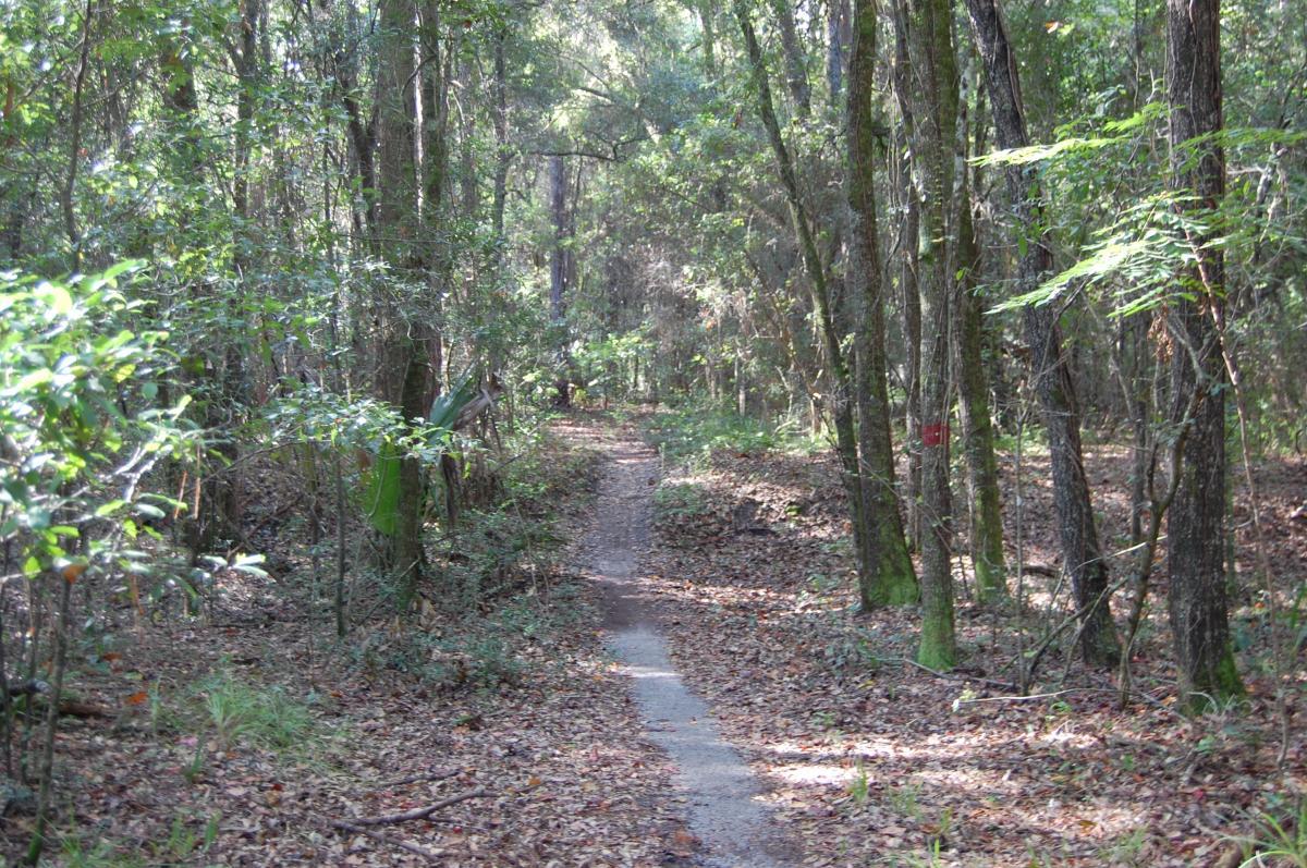 A winding dirt path through a lush, wooded area, surrounded by tall trees and dense foliage. Sunlight filters through the leaves, creating a serene atmosphere with fallen leaves scattered along the trail. Tillie Fowler Regional Park mountain bike trail.