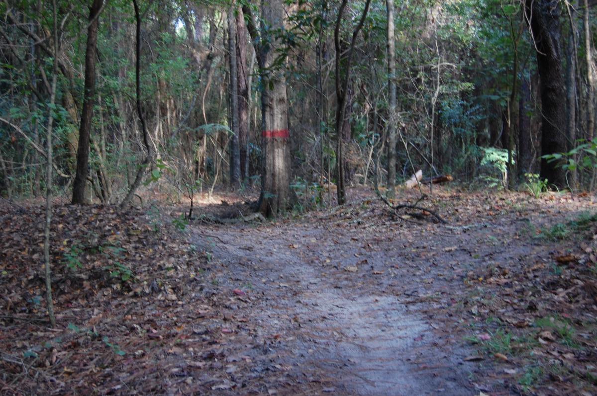 A winding dirt path through a dense forest, with a tree marked by a red stripe, surrounded by lush greenery and fallen leaves. Tillie Fowler Regional Park mountain bike trail.