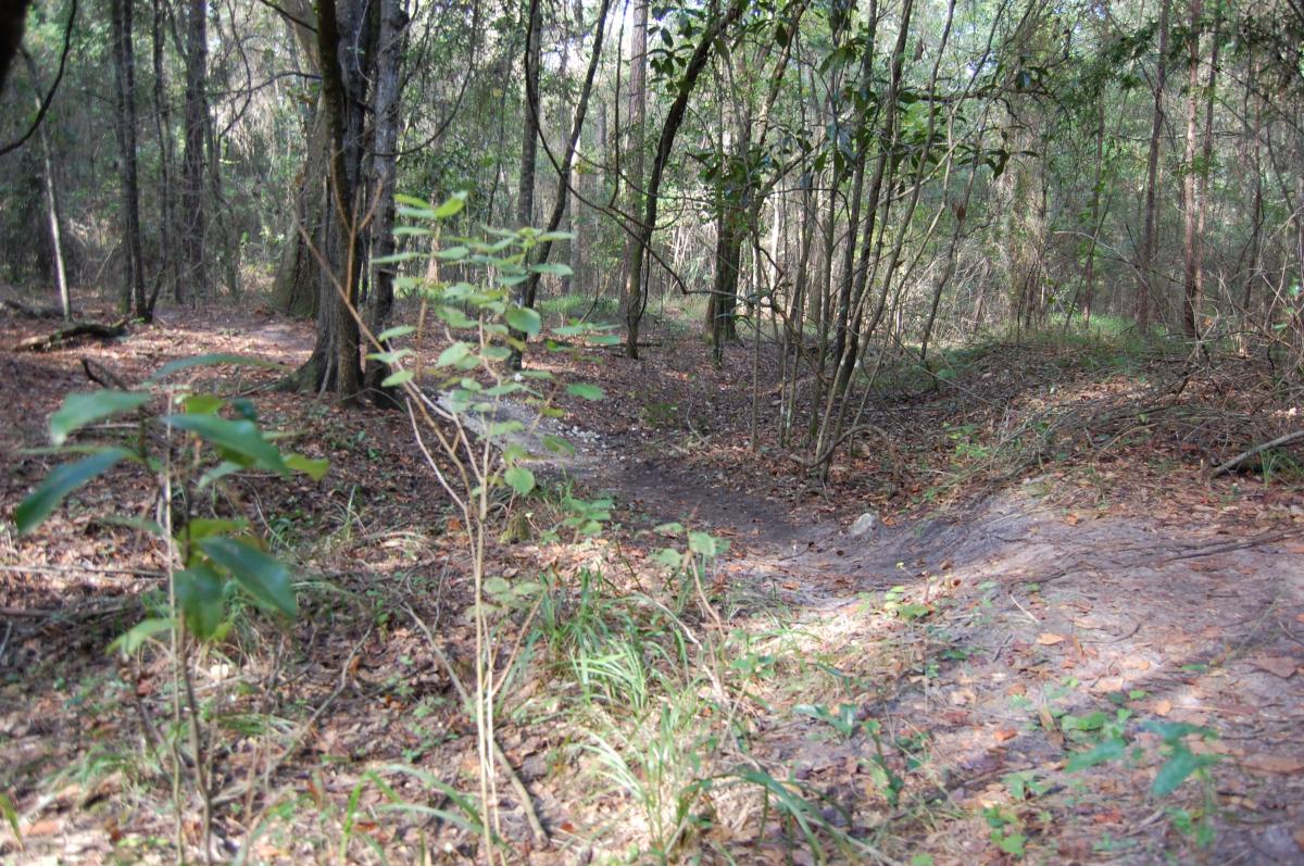 A peaceful forest scene showcasing a dirt path winding through a wooded area. The ground is covered with fallen leaves and small plants, while tall trees surround the path, creating a serene and natural atmosphere. Tillie Fowler Regional Park mountain bike trail.