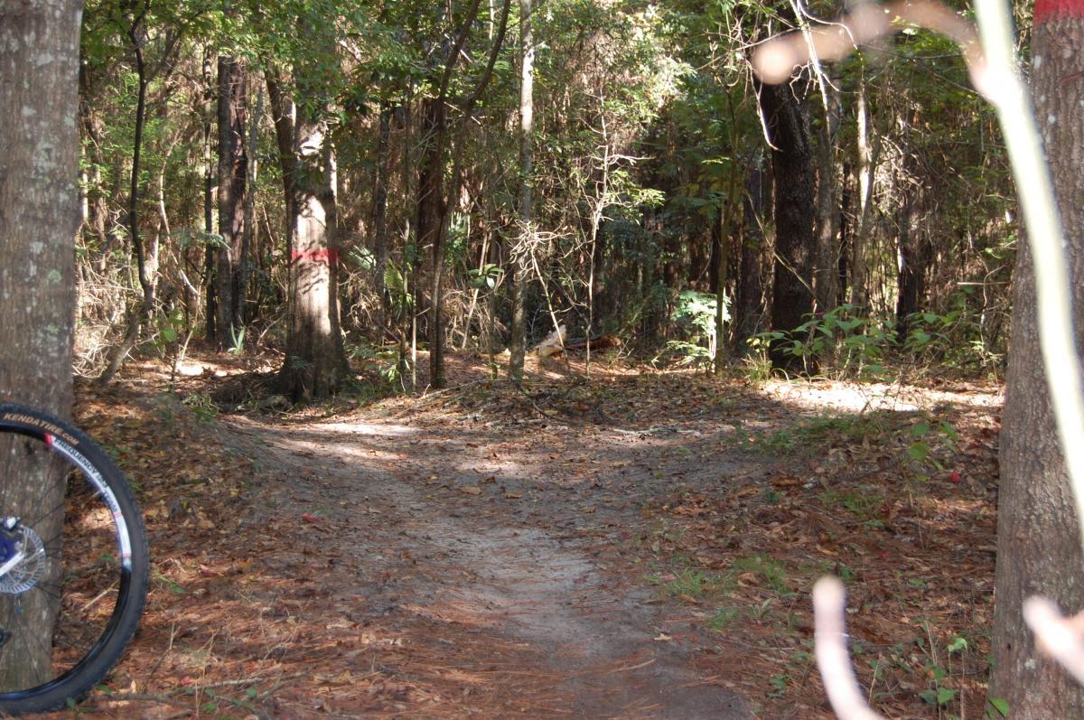 A narrow dirt path through a wooded area, surrounded by tall trees and underbrush. A bicycle tire is visible on the left side of the image, and fallen leaves cover the ground. Sunlight filters through the trees, creating a dappled light effect. Tillie Fowler Regional Park mountain bike trail.