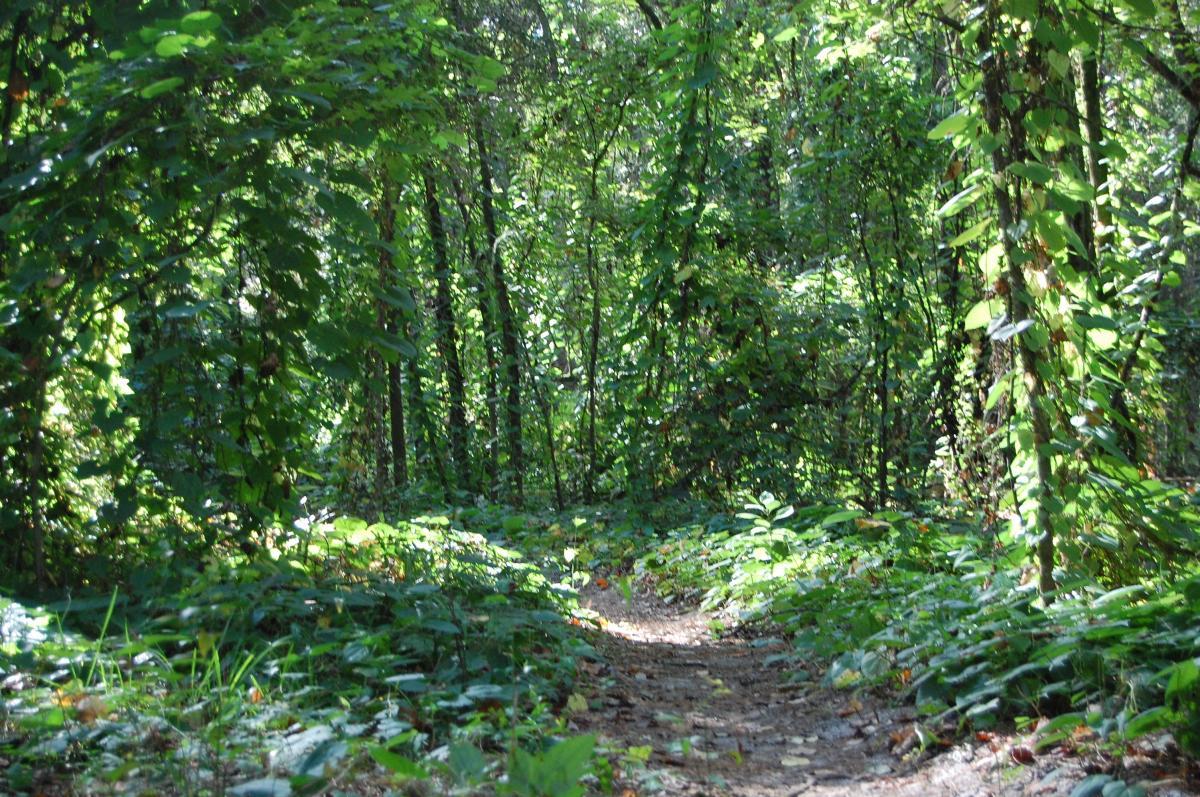 A winding dirt path through a lush green forest, surrounded by tall trees and dense foliage. Sunlight filters through the leaves, creating a vibrant and inviting atmosphere. Tillie Fowler Regional Park mountain bike trail.