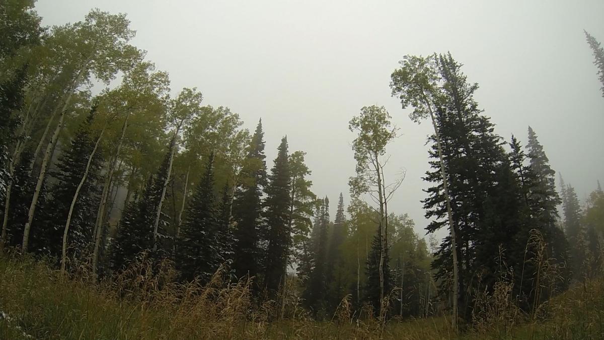 A misty forest scene featuring tall evergreen and aspen trees. The ground is covered with tall grass, and a light snowfall is visible on some tree branches, suggesting a serene and tranquil atmosphere. Mid Mountain mountain bike trail.