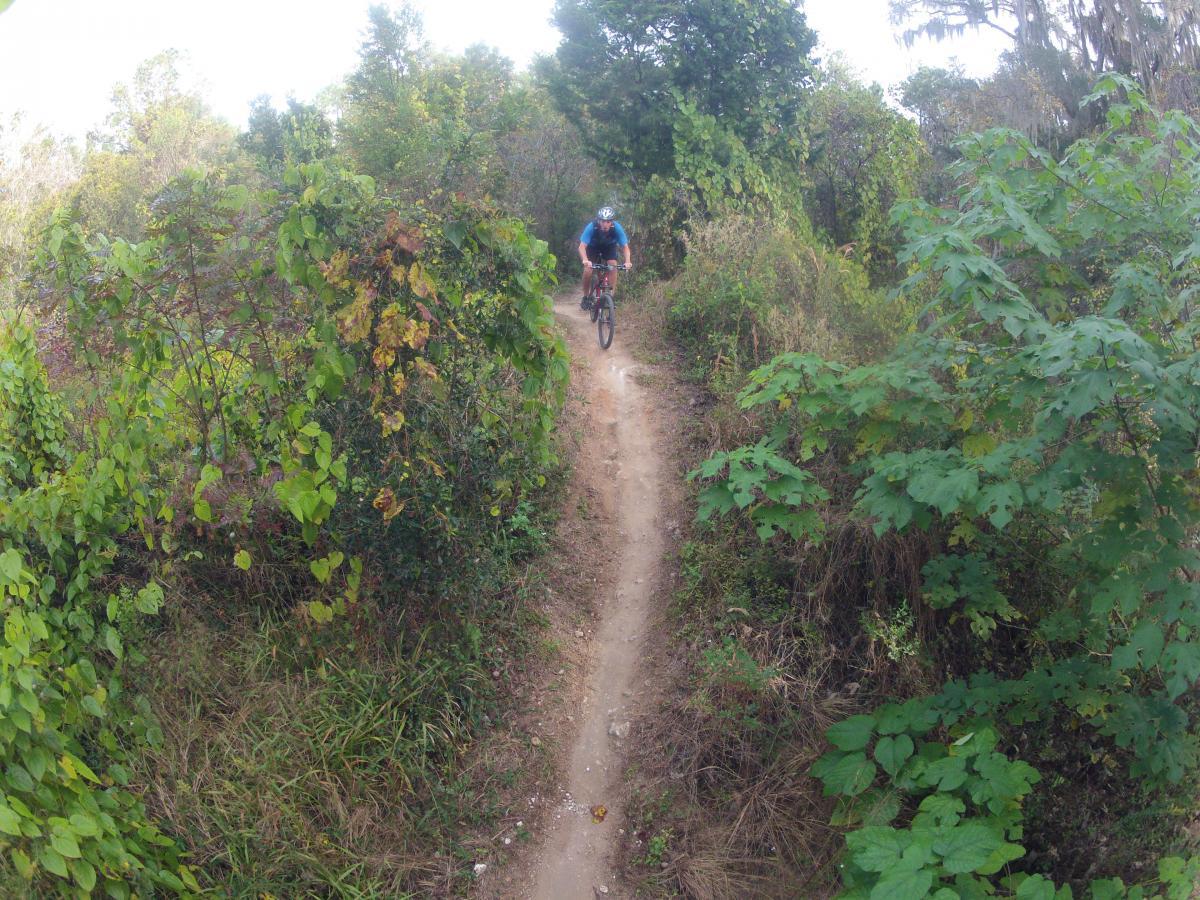 A mountain biker riding along a narrow dirt trail surrounded by vibrant green vegetation and shrubs. The path winds through a dense forest area, showcasing a mix of foliage and natural scenery. Santos mountain bike trail.