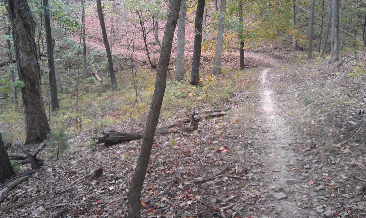A winding dirt path through a forest, surrounded by trees with autumn leaves on the ground. The scene depicts a peaceful, natural setting with varying shades of green and brown, inviting exploration of the trail. Allegrippis Trails mountain bike trail.