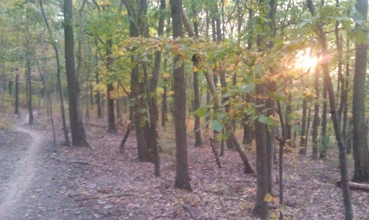 A winding dirt path through a tranquil forest surrounded by trees displaying autumn foliage, with soft sunlight filtering through the branches. Allegrippis Trails mountain bike trail.