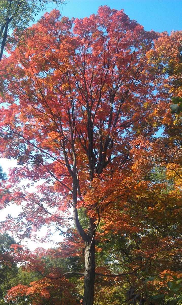 A tall tree with vibrant red and orange leaves against a clear blue sky, showcasing the beauty of autumn foliage. Allegrippis Trails mountain bike trail.