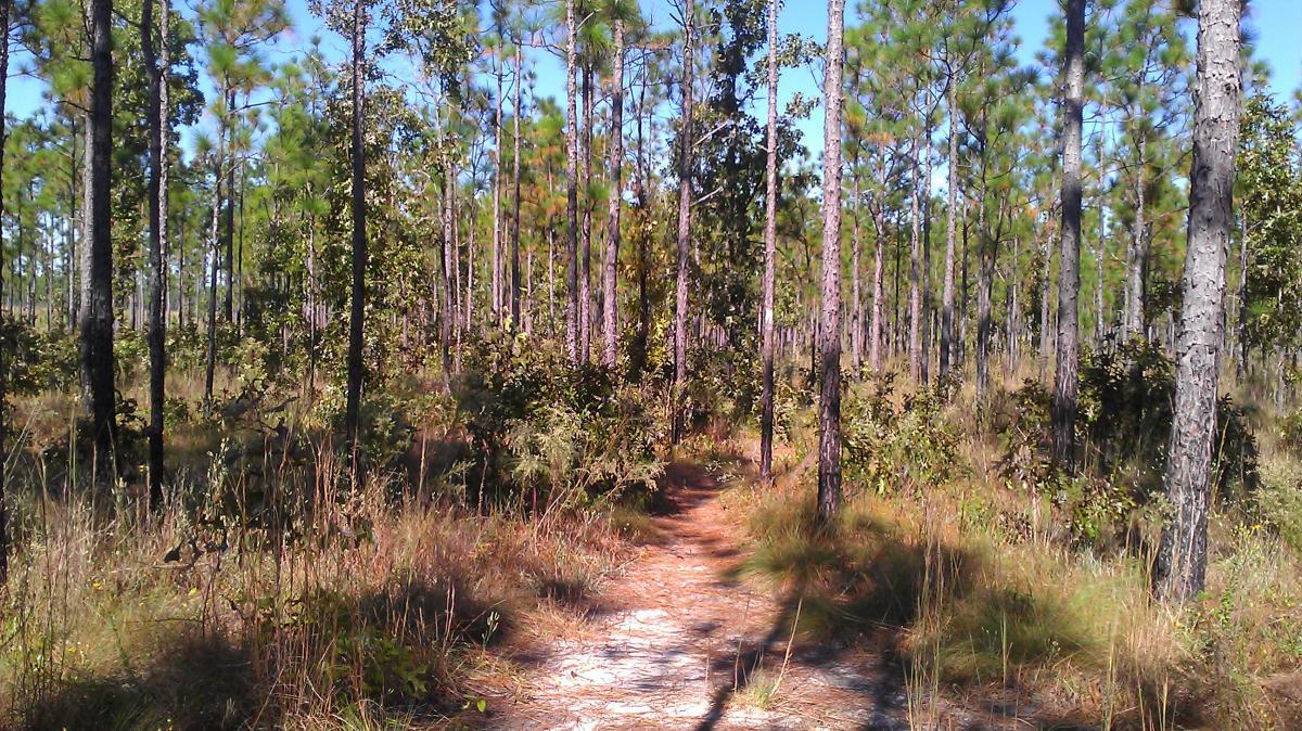 A narrow dirt path winding through a pine forest, surrounded by tall trees and greenery under a clear blue sky. Sunlight filters through the branches, casting shadows on the ground. Twilight Bike Trail mountain bike trail.
