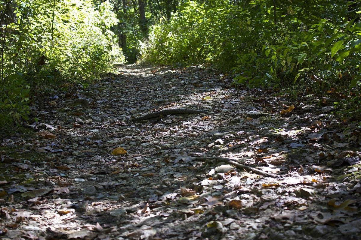 A narrow dirt path surrounded by greenery, covered in fallen leaves and small stones, with light filtering through the trees overhead, creating a dappled sunlight effect on the ground. Rock Bridge Memorial State Park mountain bike trail.