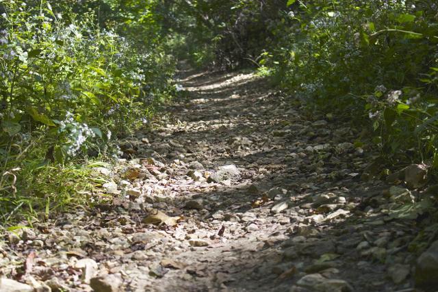 A narrow, rocky trail winding through a lush, green forest, flanked by wildflowers and dense foliage. Sunlight filters through the trees, casting gentle shadows on the path. Rock Bridge Memorial State Park mountain bike trail.