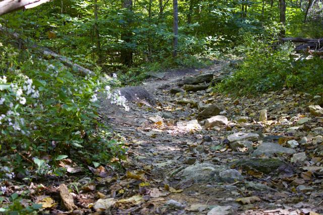 A winding dirt path through a lush forest, lined with greenery and small rocks. Wildflowers are visible along the edges, and dappled sunlight filters through the trees, creating a serene outdoor atmosphere. Rock Bridge Memorial State Park mountain bike trail.