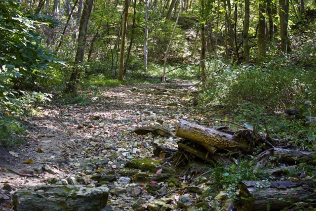 A serene forest path with a rocky, dry stream bed, surrounded by tall trees and lush green foliage. Sunlight filters through the leaves, casting dappled shadows on the ground. Fallen logs and scattered stones add to the natural landscape. Rock Bridge Memorial State Park mountain bike trail.