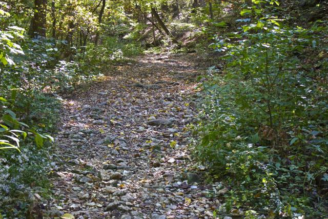 A rocky forest path surrounded by lush greenery and trees, with scattered leaves on the ground. The trail leads into a wooded area, suggesting a peaceful natural setting. Rock Bridge Memorial State Park mountain bike trail.