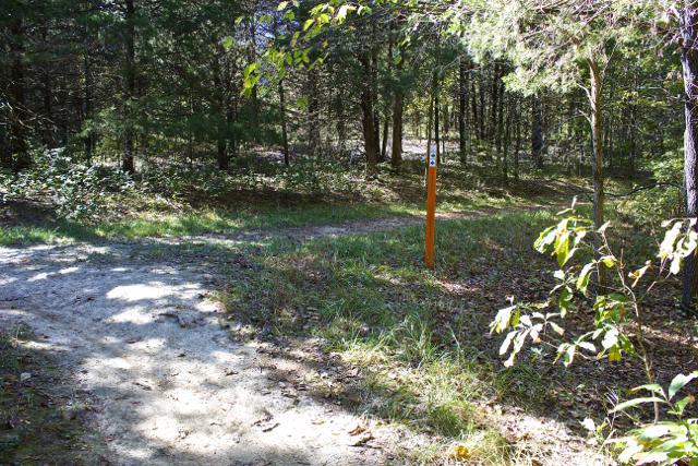 A scenic forest trail intersection with a sandy path diverging to the left and a grassy route to the right, marked by an orange trail post. Sunlight filters through the trees, illuminating the greenery around. Rock Bridge Memorial State Park mountain bike trail.