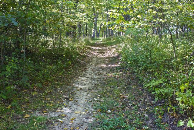 A narrow dirt path meandering through a lush, green forest, flanked by trees and underbrush. Sunlight filters through the leaves, casting dappled shadows on the ground. The scene evokes a sense of tranquility and invites exploration. Rock Bridge Memorial State Park mountain bike trail.