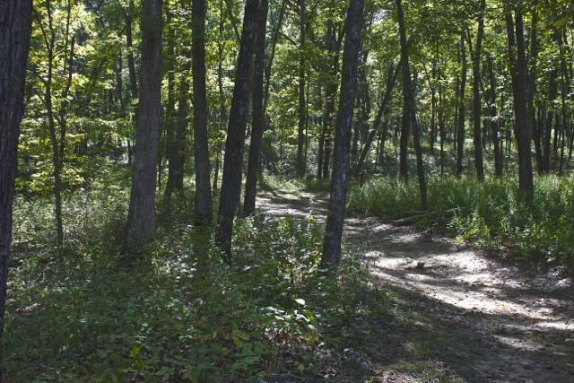 A serene forest scene featuring a winding dirt path surrounded by tall trees and lush greenery. Sunlight filters through the leaves, creating a dappled effect on the ground. The setting conveys a peaceful, natural environment. Rock Bridge Memorial State Park mountain bike trail.