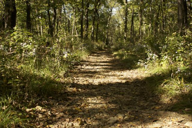 A scenic forest path surrounded by trees, with sunlight filtering through the leaves. The ground is covered in leaves and dirt, and small wildflowers can be seen along the edges of the trail. Rock Bridge Memorial State Park mountain bike trail.
