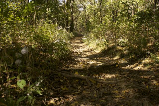 A narrow, winding path through a lush, green forest, surrounded by trees and underbrush. The ground is covered with fallen leaves and visible roots, creating a natural, rustic trail that invites exploration. Sunlight filters through the foliage, casting a warm glow along the pathway. Rock Bridge Memorial State Park mountain bike trail.