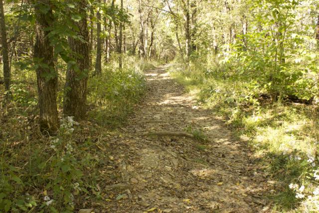 A dirt path winding through a wooded area, flanked by tall trees and lush greenery, with patches of sunlight filtering through the leaves. Rock Bridge Memorial State Park mountain bike trail.