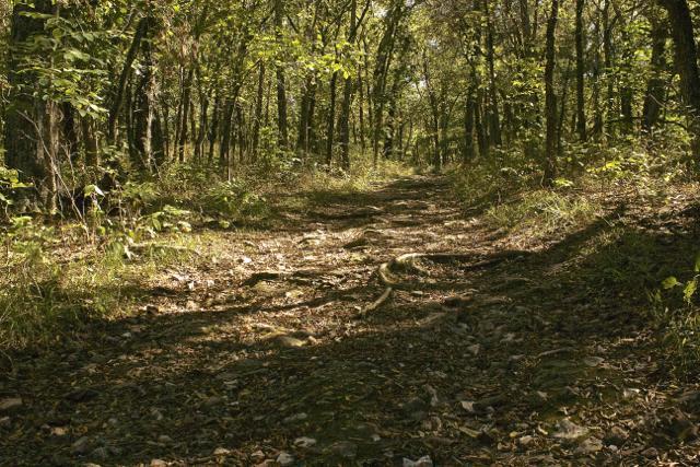 A wooded trail winding through a forest, with sunlight filtering through the leaves. The path is lined with grass, rocks, and tree roots, creating a natural, earthy atmosphere. Trees with green foliage rise on either side, suggesting a tranquil and serene outdoor setting. Rock Bridge Memorial State Park mountain bike trail.