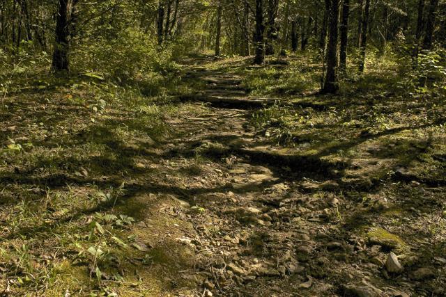 A narrow, winding dirt path through a dense forest, surrounded by lush green vegetation and trees. Sunlight filters through the leaves, casting dappled shadows on the ground, which is uneven and rocky in places. Rock Bridge Memorial State Park mountain bike trail.