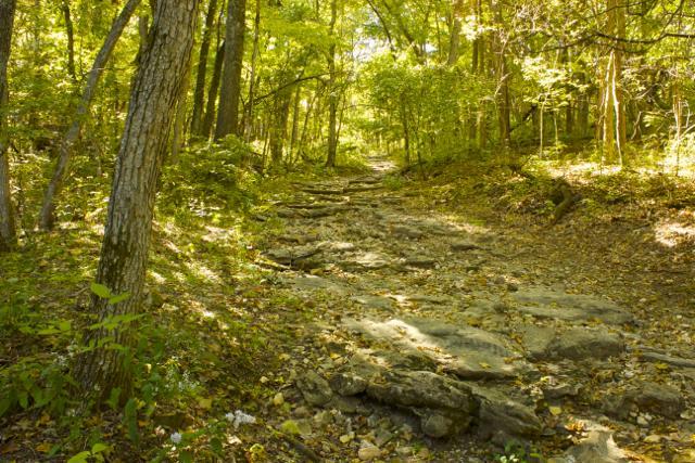 A rocky path winding through a lush green forest, surrounded by tall trees and dappled sunlight filtering through the leaves. The ground is uneven with scattered rocks and fallen leaves, creating a natural, serene trail inviting exploration. Rock Bridge Memorial State Park mountain bike trail.