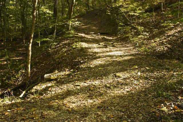 A winding, gravel path through a dense forest, surrounded by trees with dappled sunlight filtering through the leaves, creating patterns of light and shadow on the ground. Rock Bridge Memorial State Park mountain bike trail.