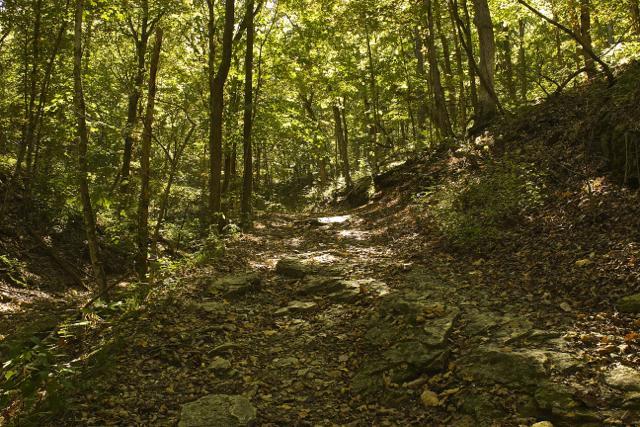 A dense forest path winding through tall trees, with sunlight filtering through the leaves. The ground is rocky and littered with fallen leaves, creating a natural and serene atmosphere. Rock Bridge Memorial State Park mountain bike trail.