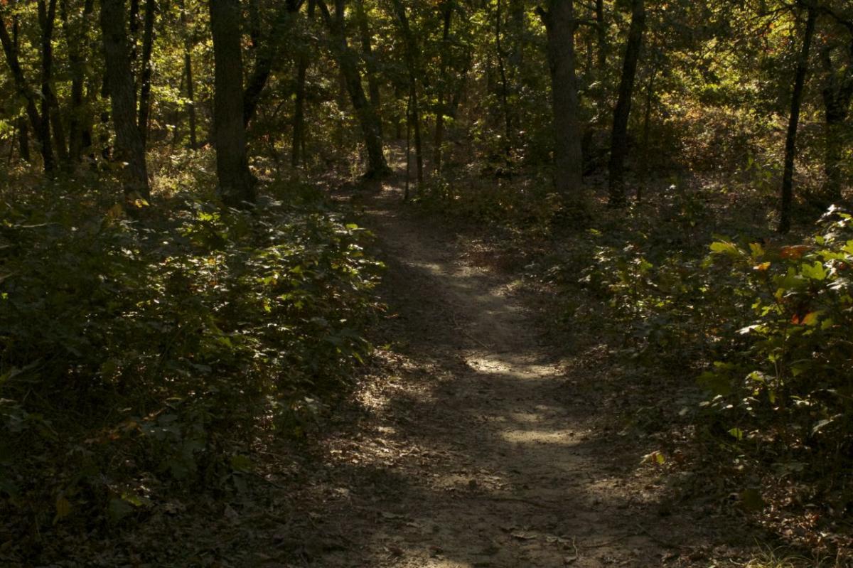 A winding dirt path through a dense forest, surrounded by trees and underbrush. The sunlight filters through the foliage, creating a mix of light and shadow along the trail. The scene conveys a sense of tranquility and natural beauty. Opossum Hollow mountain bike trail.