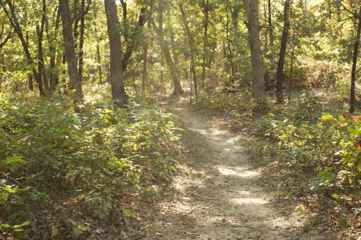 A sunlit dirt path winding through a dense green forest, surrounded by tall trees and lush undergrowth. Sunlight filters through the foliage, creating a serene and tranquil atmosphere. Opossum Hollow mountain bike trail.