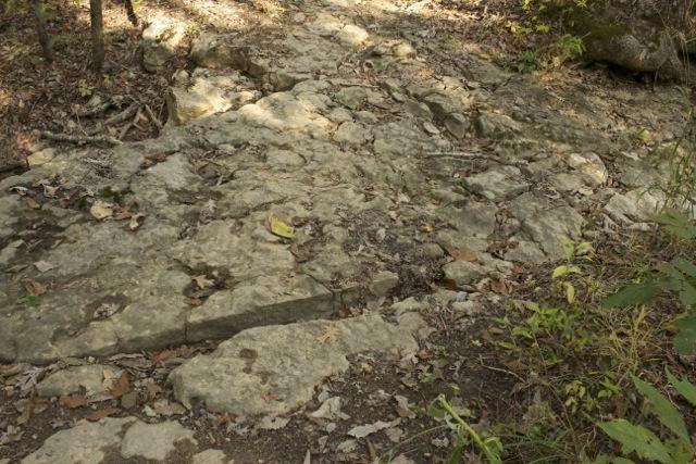 Rocky pathway covered with leaves and patches of grass, surrounded by a wooded area. Sunlight filters through the trees, creating a dappled effect on the ground. Opossum Hollow mountain bike trail.