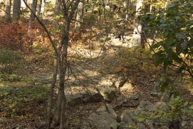 A dirt path winding through a forest during autumn, surrounded by trees with colorful foliage. Sunlight filters through the branches, illuminating the trail and creating a serene, natural scene. Small rocks and fallen leaves are scattered along the path. Opossum Hollow mountain bike trail.