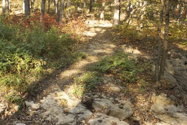 A rocky hiking path winding through a forest with trees and autumn foliage. Sunlight filters through the branches, illuminating patches of green plants and fallen leaves along the trail. Opossum Hollow mountain bike trail.