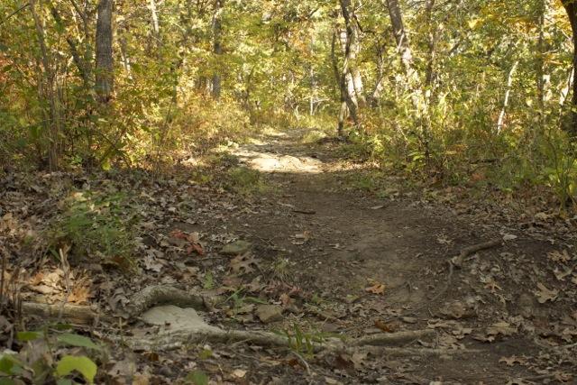 A dirt path winding through a forest filled with autumn foliage, surrounded by trees and scattered leaves on the ground. The sunlight filters through the branches, creating a warm, inviting atmosphere. Opossum Hollow mountain bike trail.