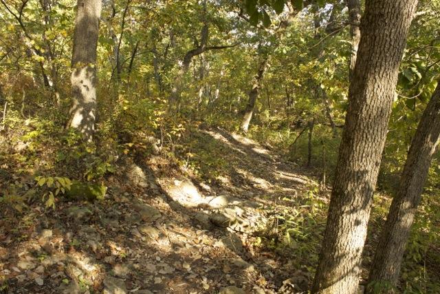 A serene forest path winding through trees with autumn foliage, featuring a mix of rocks and fallen leaves along the trail. Soft sunlight filters through the branches, creating dappled shadows on the ground. Opossum Hollow mountain bike trail.