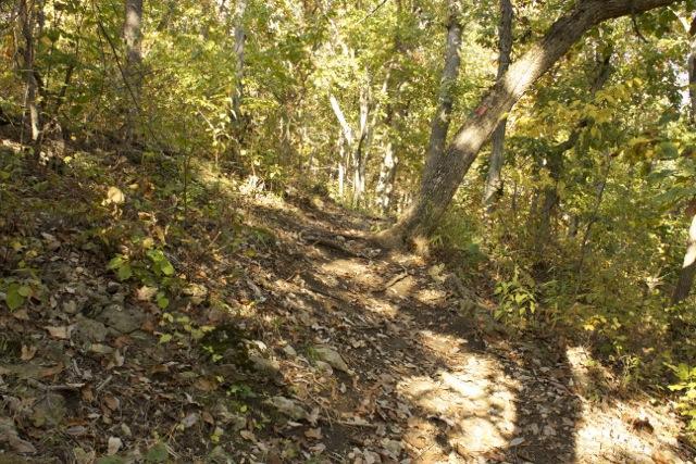 A sunlit forest path leading upward, surrounded by trees with vibrant green and yellow leaves. The ground is covered in earthy tones and scattered fallen leaves, showcasing a natural, serene environment. Opossum Hollow mountain bike trail.