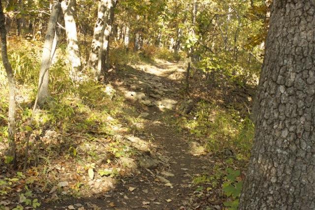 A winding dirt path leads through a forest of trees, with sunlight filtering through the leaves and casting dappled shadows on the ground. The trail is bordered by greenery and scattered fallen leaves, evoking a serene autumn landscape. Opossum Hollow mountain bike trail.