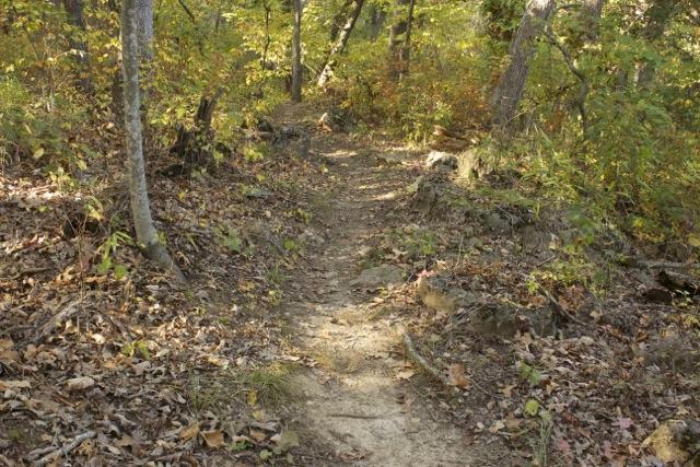 A narrow dirt path winding through a forest filled with trees and autumn foliage, with fallen leaves scattered along the ground. Opossum Hollow mountain bike trail.