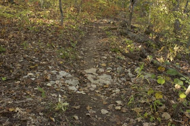 A narrow dirt trail winding through a forested area, covered with fallen leaves and scattered rocks, surrounded by trees with autumn foliage. Opossum Hollow mountain bike trail.