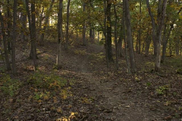 A winding dirt path through a forest with trees displaying autumn foliage. The ground is covered with fallen leaves, and sunlight filters through the trees, creating a warm ambiance in the quiet, natural setting. Opossum Hollow mountain bike trail.