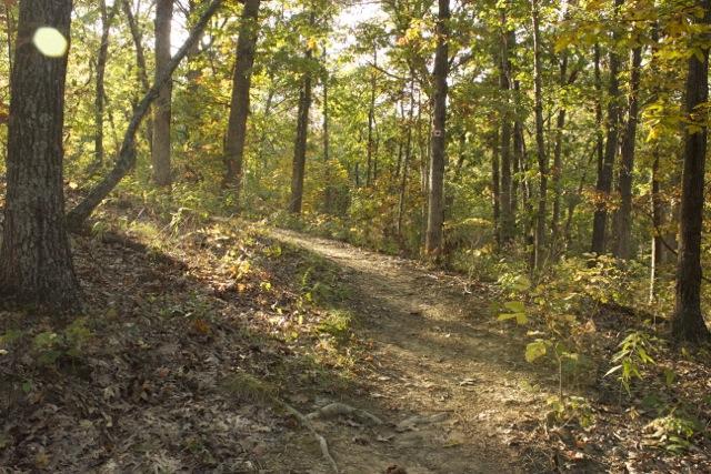 A serene forest path winding through trees, illuminated by dappled sunlight filtering through the leaves. The ground is covered with a mix of dirt and fallen leaves, and the surrounding foliage features vibrant autumn colors. Opossum Hollow mountain bike trail.